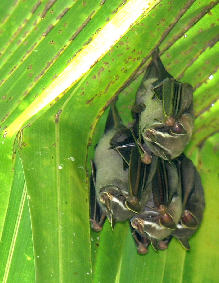 tent bat